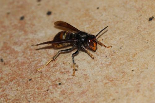 Vespa velutina